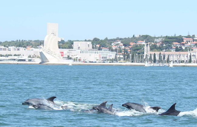 Observation de dauphins - Photo 6